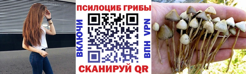 Псилоцибиновые грибы Cubensis  Купить  Камешково 